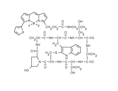 BODIPY 558/568鬼筆環(huán)肽