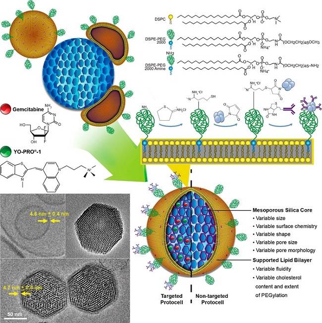 脂質(zhì)體包裹介孔硅納米粒