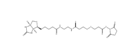 142439-92-7          BIOTIN DISULFIDE N-HYDROXY-SUCCINIMIDE ESTER	生物素-雙酰胺-二硫鍵-活性酯	