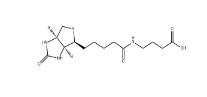 35924-87-9         4-（（Biotinoyl）amino）Butyric acid	         生物素酰基-4-氨基丁酸	