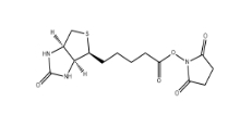 35013-72-0     N-Succinimidyl D-Biotinate	(+)生物素-N-琥珀酰亞胺基酯	