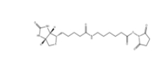 72040-63-2       NHS LC Biotin	        生物素化-epsilon-氨基己酸-N-羥基丁二酰亞胺活化酯	