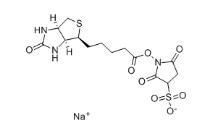 119616-38-5，水溶交聯劑Sulfo-NHS-Biotin