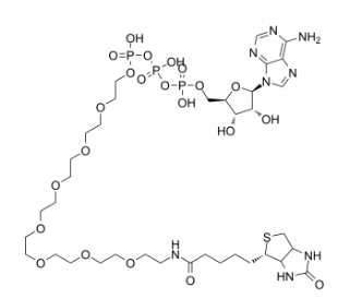 ATP-PEG8-Biotin