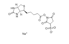 Biotin 3-sulfo-N-hydroxysuccinimide ester sodium salt、119616-38-5、生物素 3-磺酸基-N-羥基琥珀酰亞胺鈉鹽