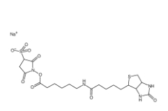 Sulfo-NHS-LC-Biotin	127062-22-0	      水溶生物素活性酯交聯(lián)劑，6-(生物素酰胺)己酸磺酸基琥珀酰亞胺酯鈉鹽