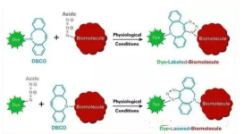 二苯基環辛炔聚乙二醇葉酸，分子量：2000、3400，DBCO-PEG-Folate