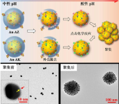 PLG-graft-mPEG/SN38 (Fc-NPLG-SN38) -DBCO           聚L-谷氨酸-7-乙基-10-羥基喜樹堿修飾二苯并環辛炔