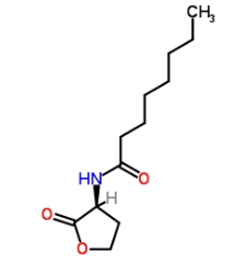 CAS號(hào)：147852-84-4  ，C8-HSL            瑞禧生物  